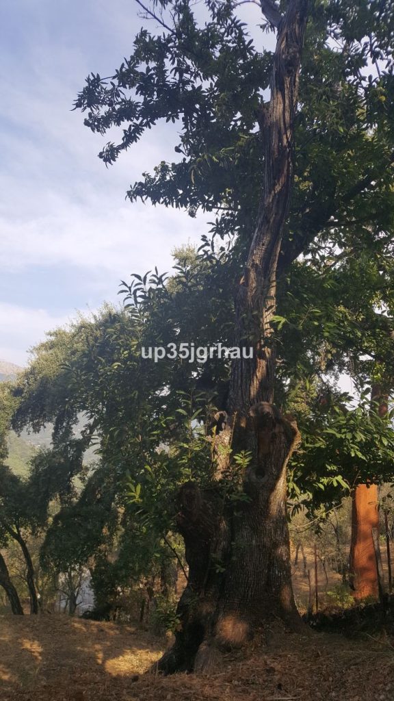 Land in Genalguacil