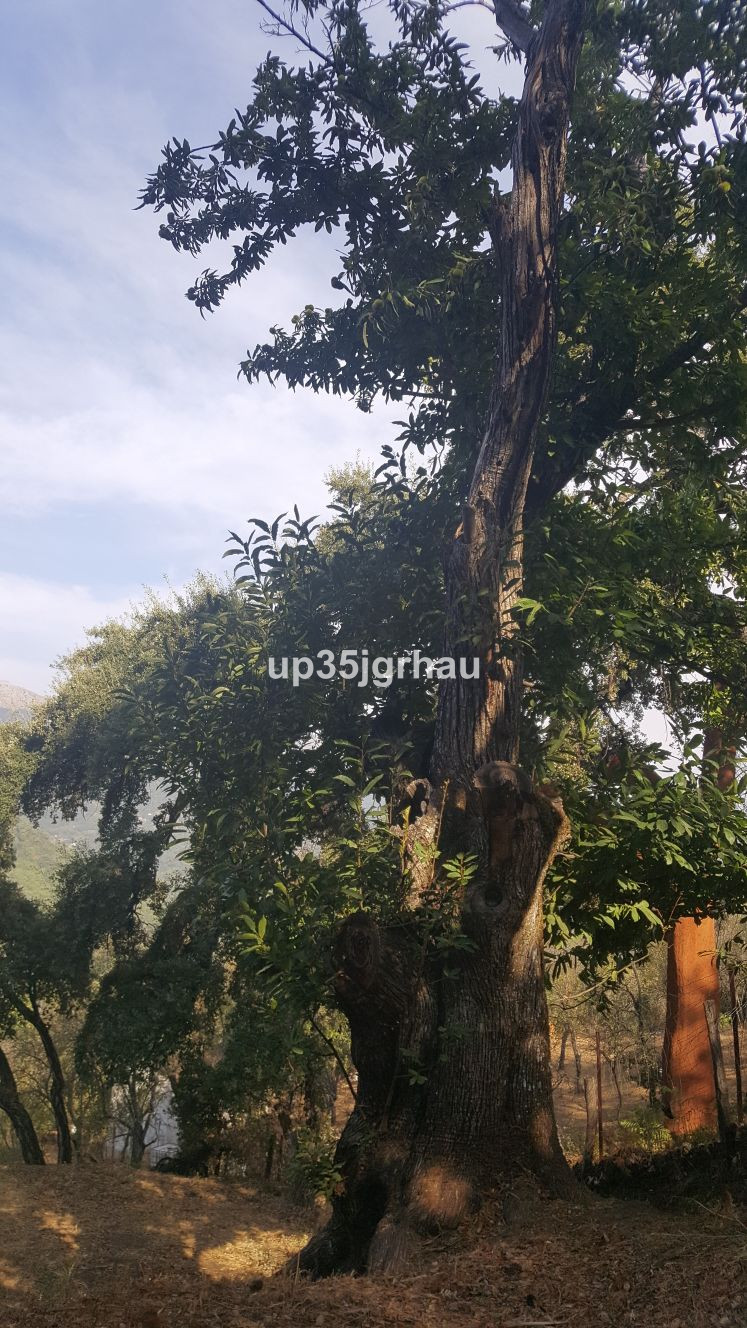 Grundstück in Genalguacil