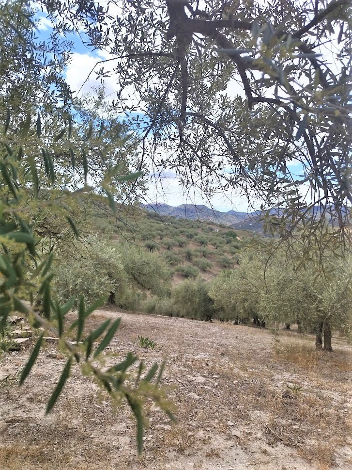 Land in Riogordo