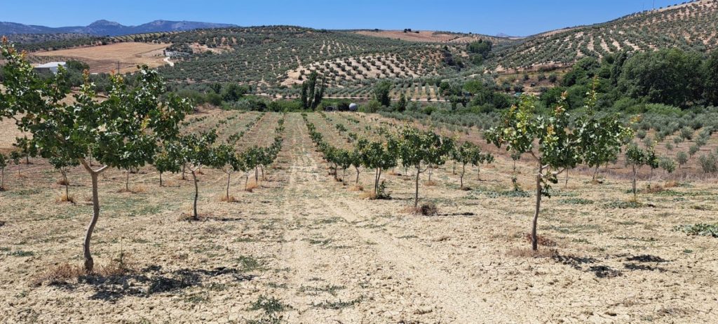 Land in Cañete la Real