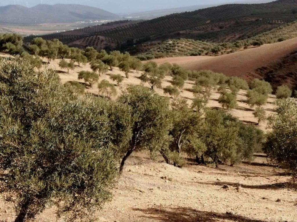 Land in Sierra de Yeguas