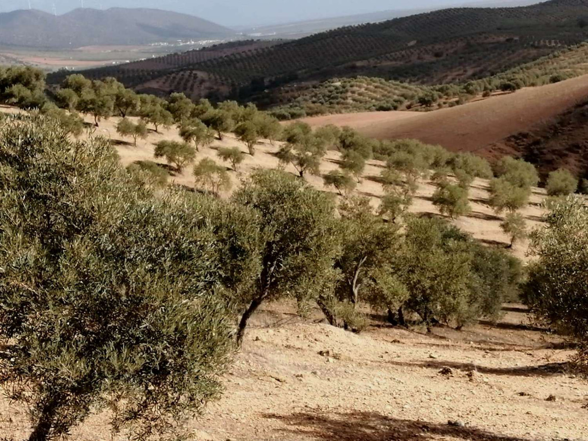 Grundstück in Sierra de Yeguas