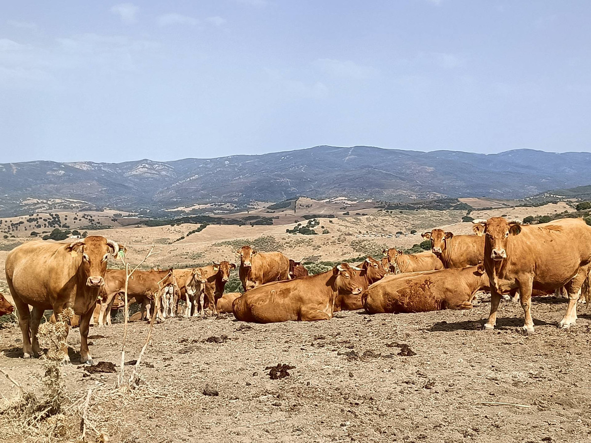 Finca in Gaucín
