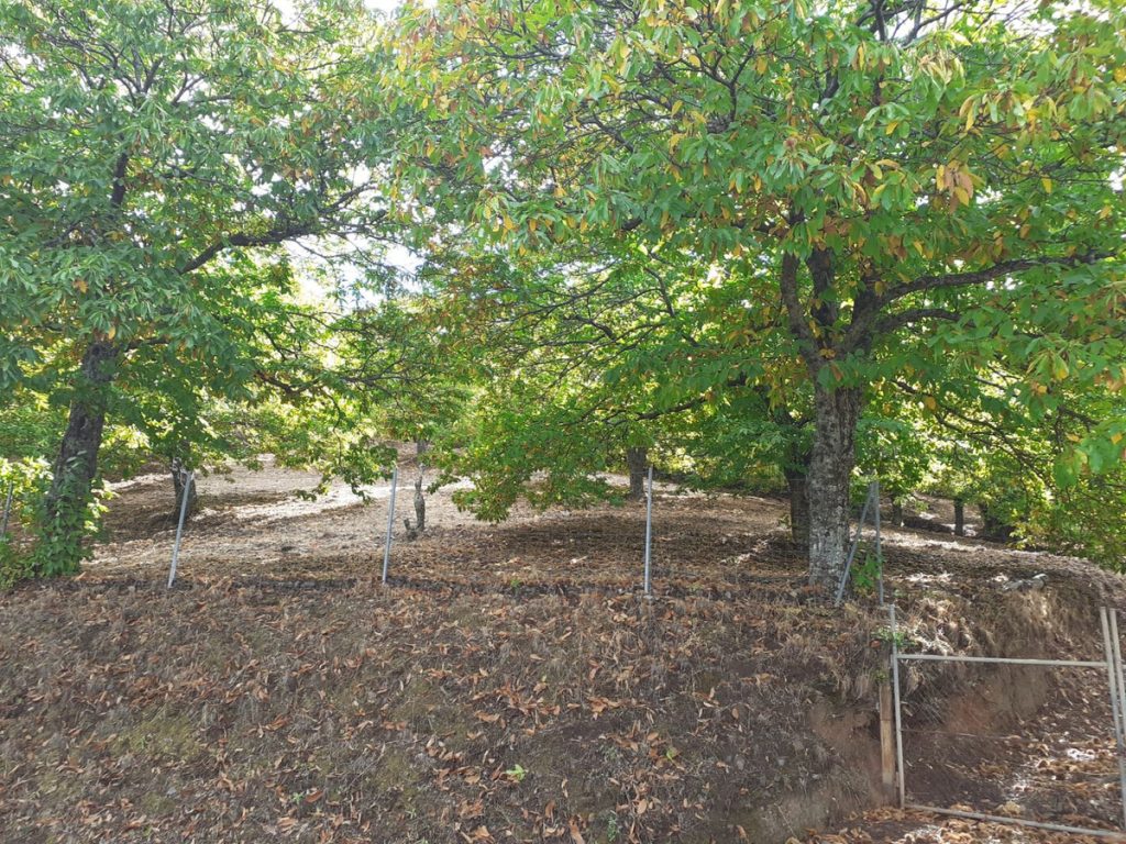 Land in Pujerra