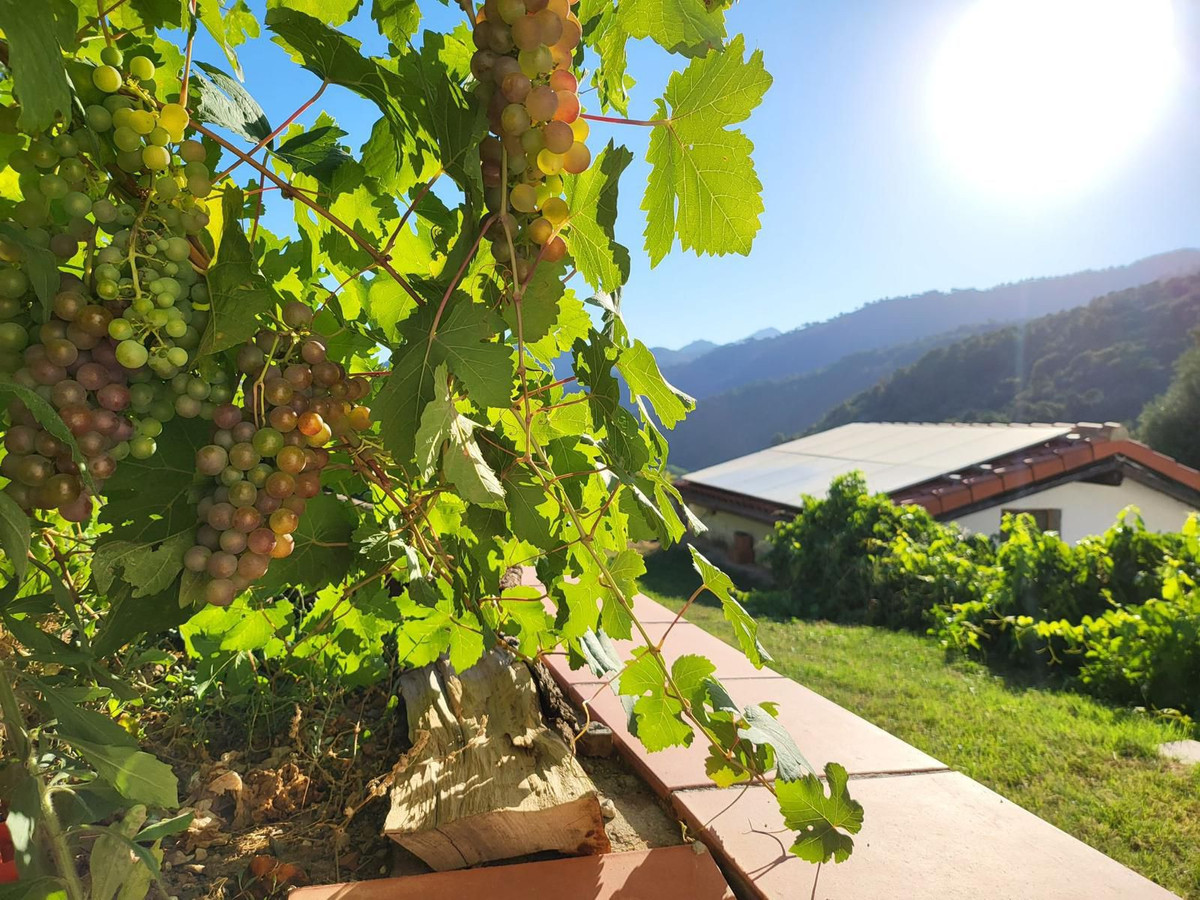 Finca in Genalguacil